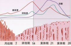 注意！雌激素水平低于正常范围影响试管受孕成功率