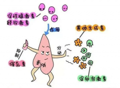 卵泡激素大揭秘！115这个数，是女性生殖健康的重要信号吗？