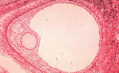 窦卵泡到成熟卵泡的华丽蜕变，需几日时光？