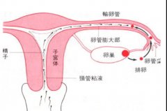 西宁输卵管堵塞治疗怎么样，如何预防输卵管堵塞？