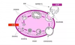 山东私立试管医院前三强排名发布，助您安心实现生育梦想！