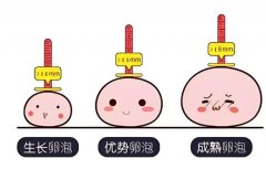 卵泡多大可以做试管?原来卵泡大小也是有标准的!