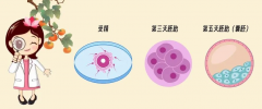 试管养囊是否必要?90%人纠结的问题，专家一次说清楚！