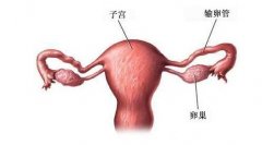 试管婴儿成功率受输卵管增粗影响吗？全面解析