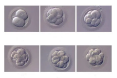 6cc囊胚是否有移植价值？尺寸小不代表质量差！