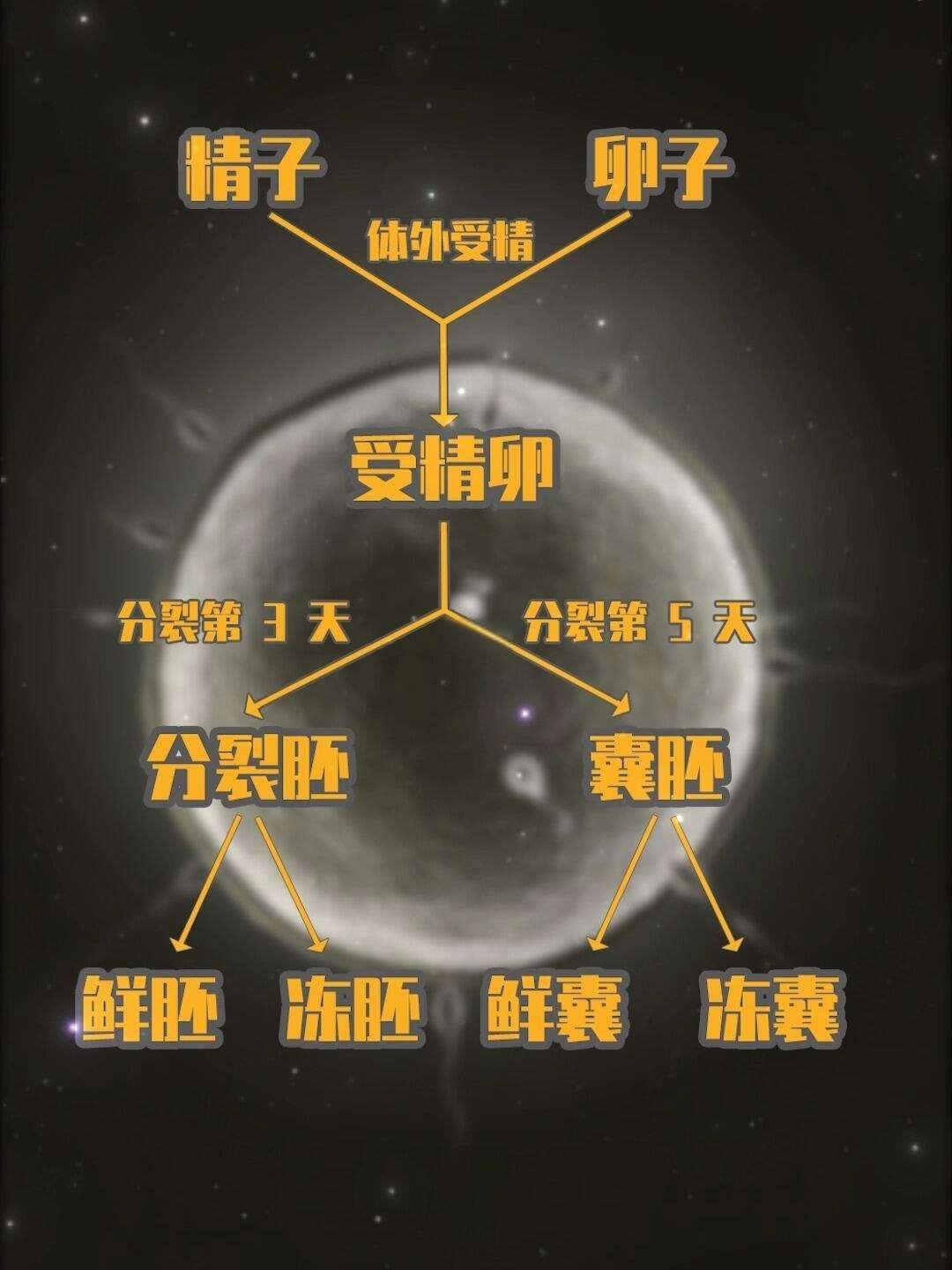 试管婴儿鲜胚VS冻胚：哪个选择更有助于成功？专家解读与成功案例分享