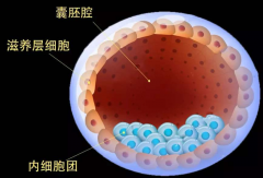 4bc囊胚能做双胞胎吗？需要注意哪些事情？