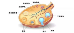 基础卵泡促排注意事项，关系到试管移植能否成功！