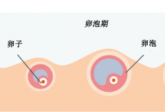 卵泡期过长不必惊慌，可以用食物来进行调理