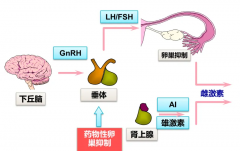 促黄体介绍素水平低，还能不能做试管婴儿？