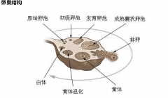 三特需黄金数量背后的秘密：为什么8-12颗是医生推荐的最佳选择？