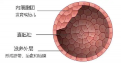 详解囊胚形态，每一层对胚胎发育都很重要