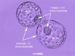 试管胚胎养囊成功率解析：如何提高胚胎存活几率，确保顺利移植？