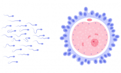 免疫性不孕想做试管婴儿，一定要注意这些事情！